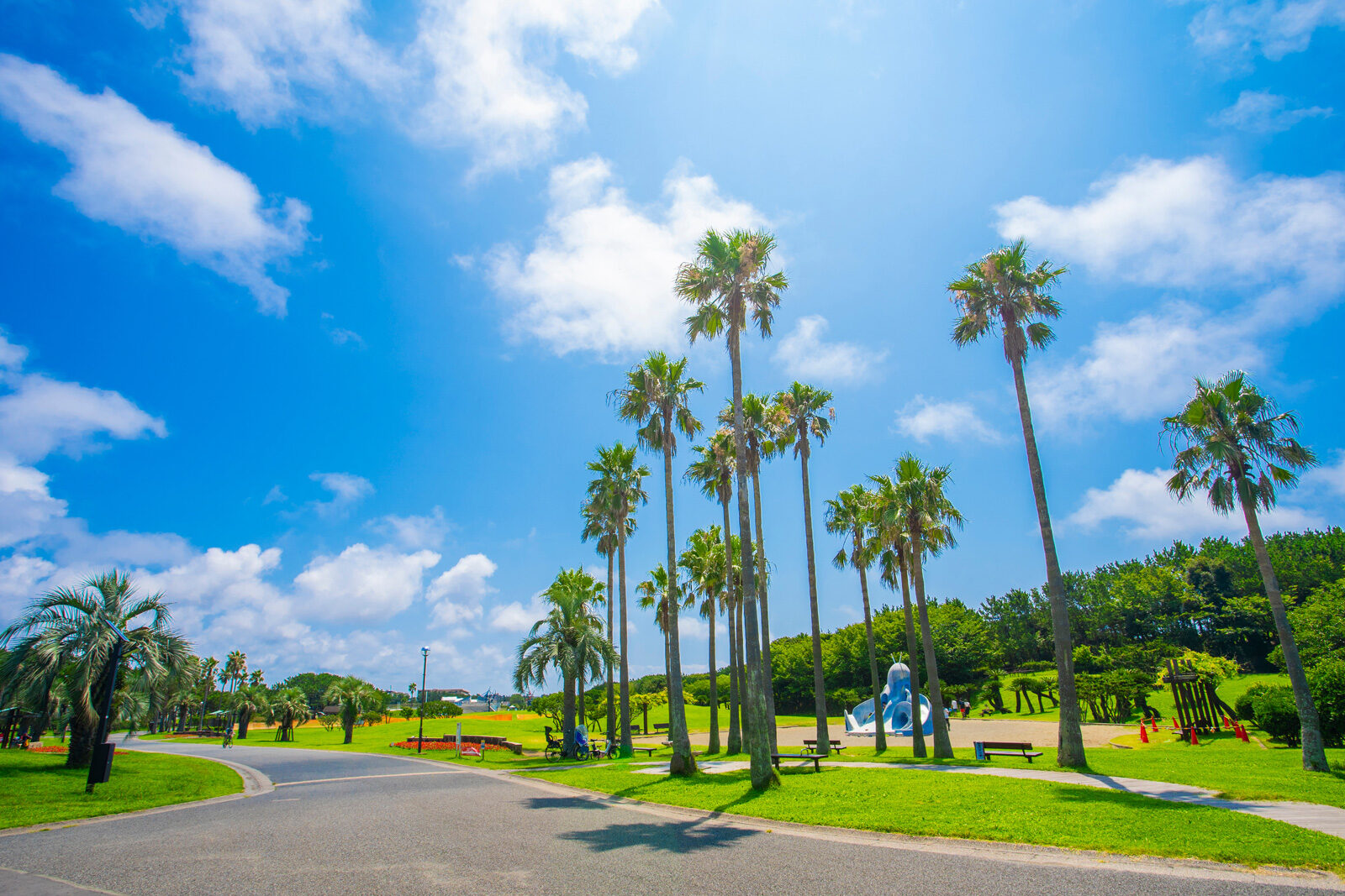 青空と椰子並木の公園
